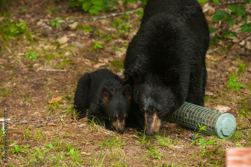 Black bear and bear cub feasting on bird seed from a fallen bird feeder