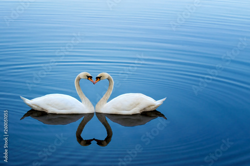 Fototapeta Naklejka Na Ścianę i Meble -  Couple of swans in love circle. Blue water background with a delicate wave.