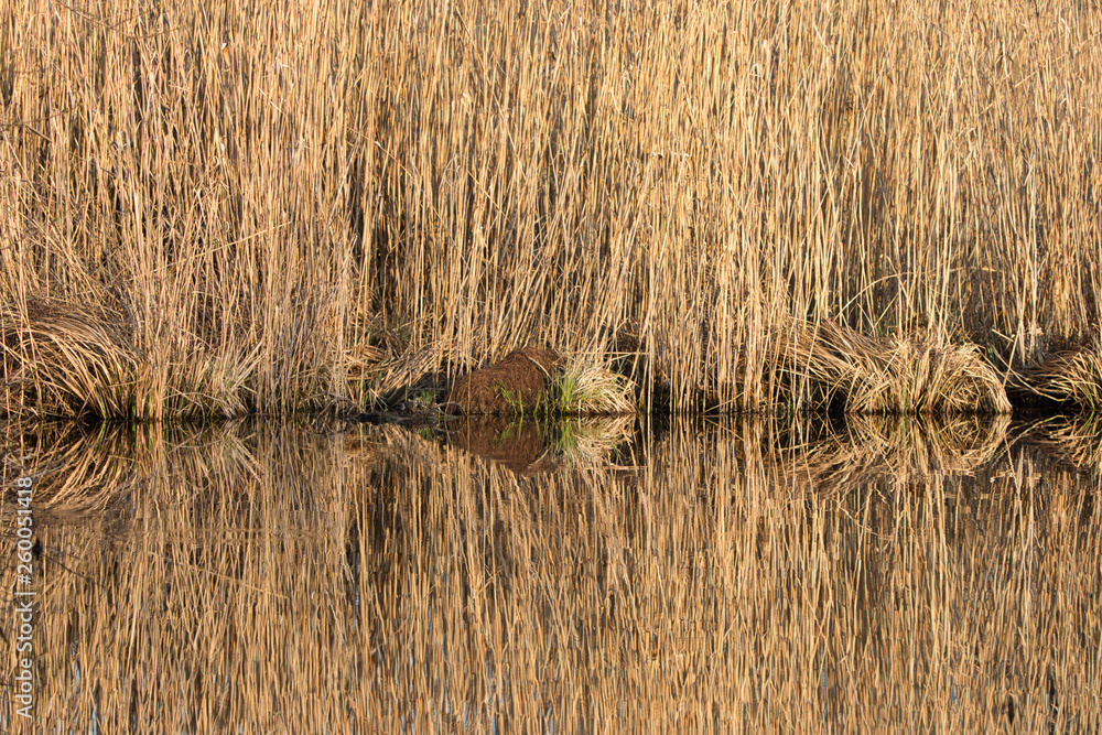 Spiegelung im Wasser - Halme