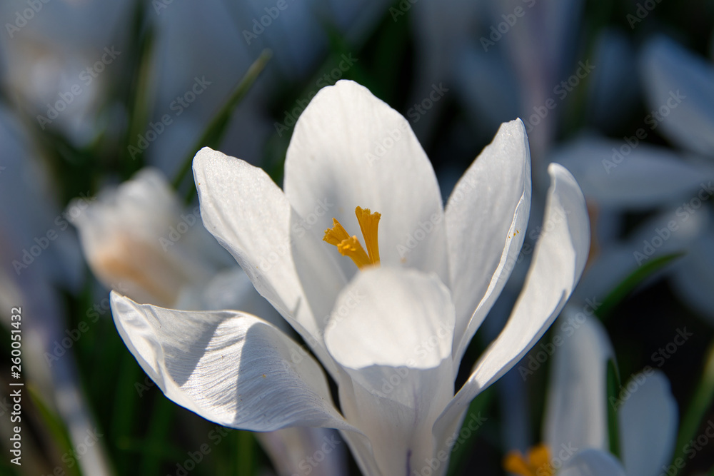 Blüte in weiss und gelb - Frühling