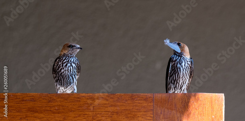 Lesser Striped swallows, one holding a feather in its beak, Cecropsis abyssinica, photographed at Arathusa Game Reserve, Sabi Sands, South Africa photo