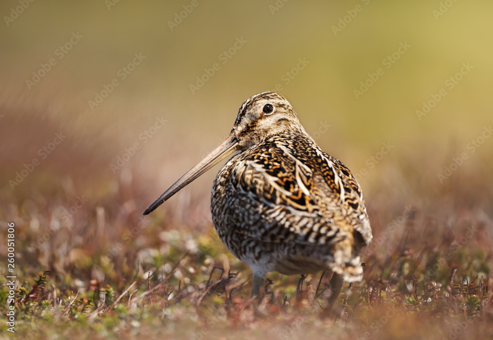 Close up of a south american snipe Close up of a south american snipe