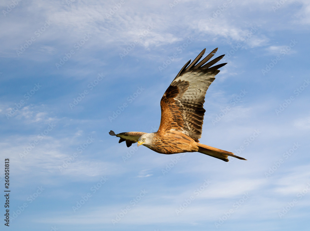 Fototapeta premium Red kite in flight against blue sky