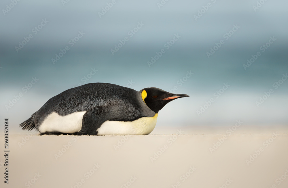 Fototapeta premium King penguin sleeping on a sandy beach