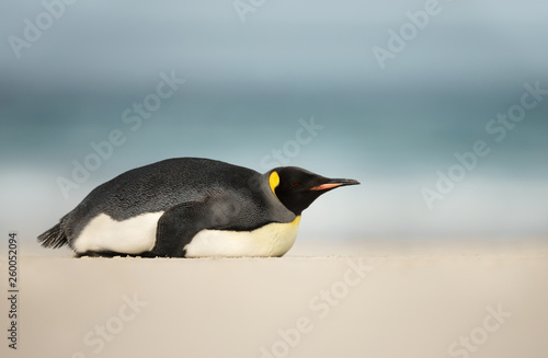 King penguin sleeping on a sandy beach