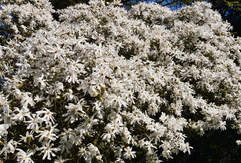wunderschöne Stern-Magnolie (Magnolia stellata ) wunderschöne Stern-Magnolie (Magnolia stellata )