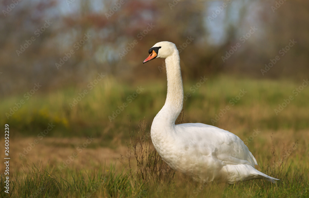 Close up of a Mute swan in wetlands Close up of a Mute swan in wetlands