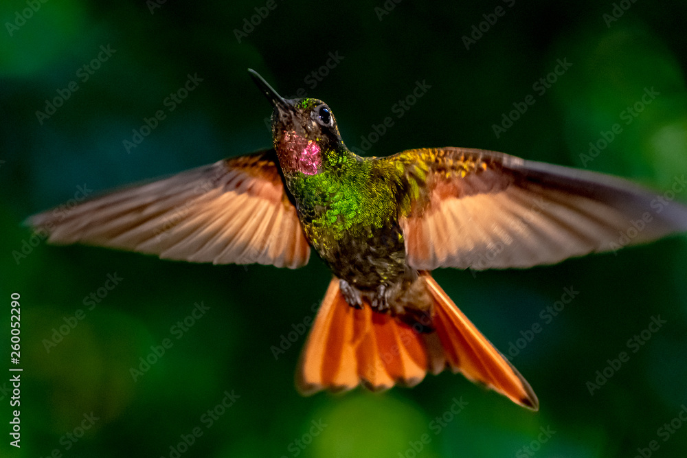Fototapeta premium Beija-flor