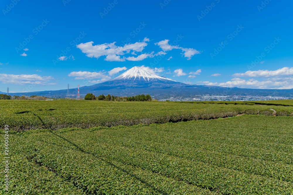 静岡県富士市の茶畑　岩本山