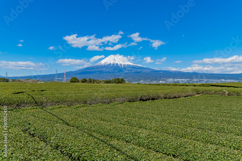 Wallpaper Mural 静岡県富士市の茶畑　岩本山 Torontodigital.ca