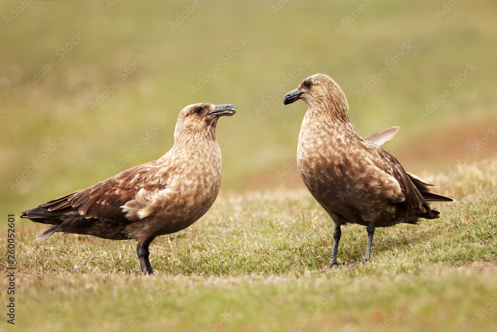 Close up of two Great skuas standing in grass Close up of two Great skuas standing in grass