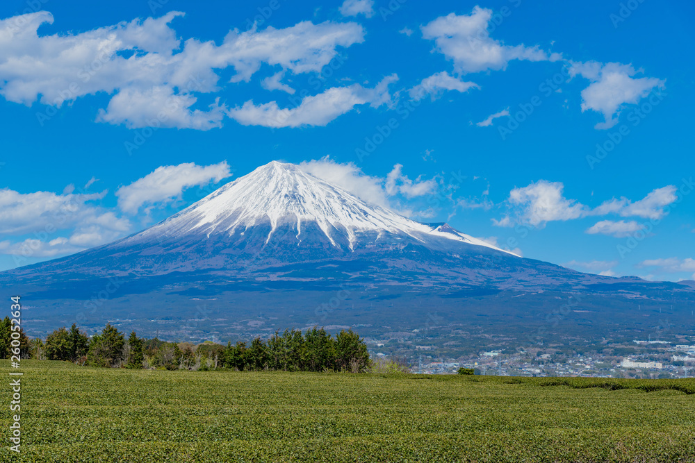 静岡県富士市の茶畑と富士山　岩本山