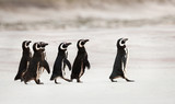 Magellanic penguins heading out to sea for fishing