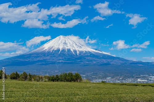 静岡県富士市の茶畑と富士山 岩本山