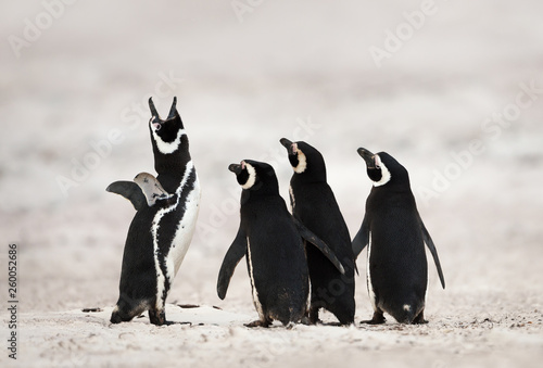 Group of Magellanic penguins on a sandy beach