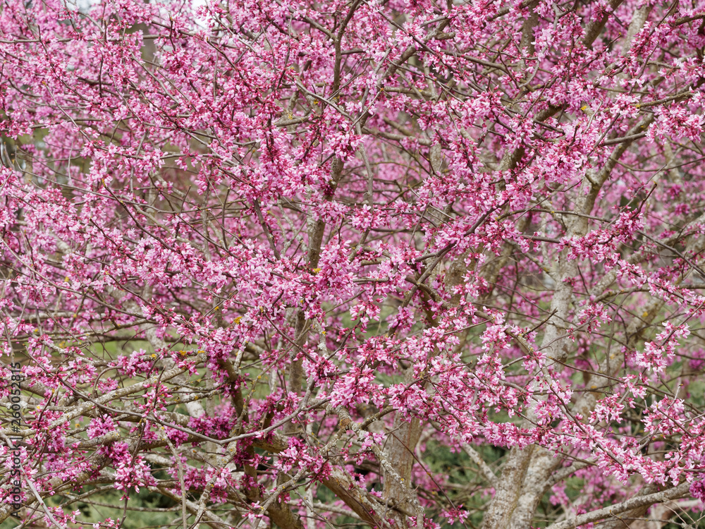 Cercis siliquastrum - Judas tree with deep pink flowers without leaves Cercis siliquastrum - Judas tree with deep pink flowers without leaves