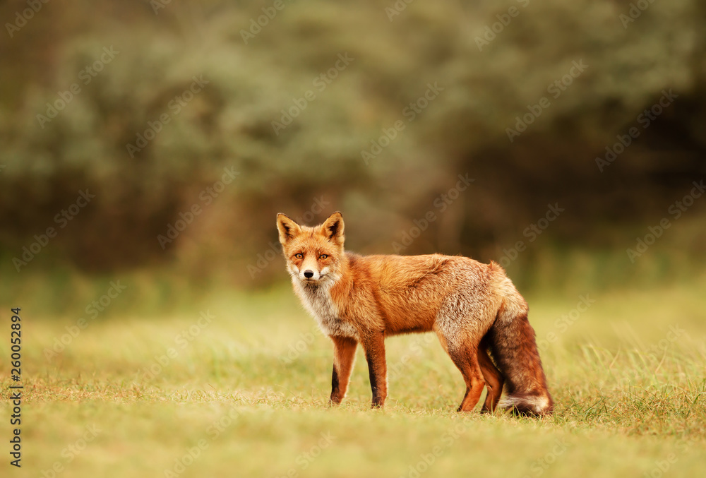 Close up of a Red fox in meadow Close up of a Red fox in meadow