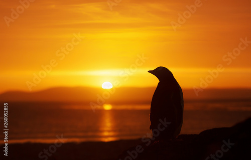Silhouette of a gentoo penguin standing on a sandy beach at sunset