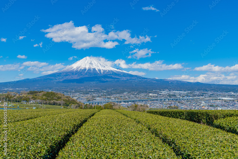 静岡県富士市の茶畑 岩本山 静岡県富士市の茶畑 岩本山