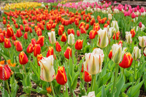 Beautiful tulips blossom with water drops at Descanso Garden