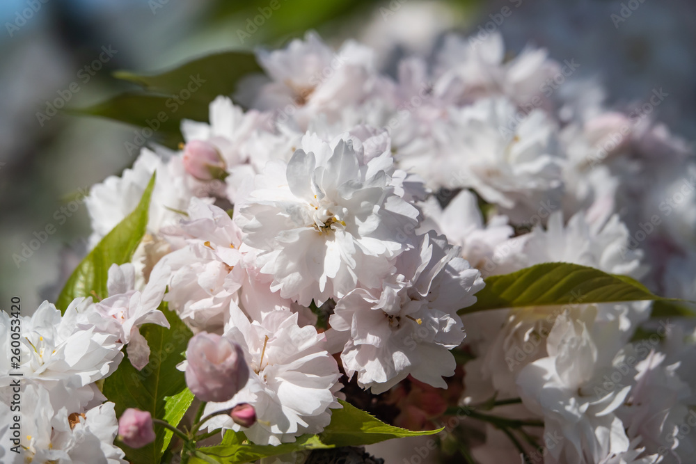 Japanese Cherry Flowers in Bloom in Springtime Japanese Cherry Flowers in Bloom in Springtime