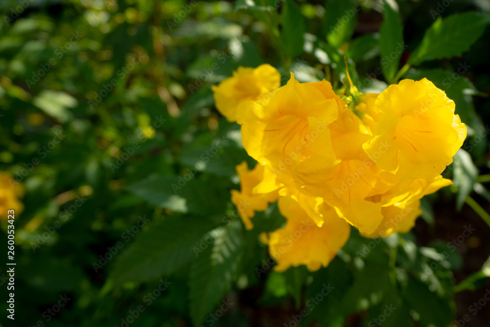 Closeup of beautiful and charming yellow bell flowers on blurred green leaf background Closeup of beautiful and charming yellow bell flowers on blurred green leaf background