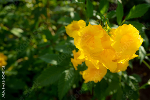 Closeup of beautiful and charming yellow bell flowers on blurred green leaf background