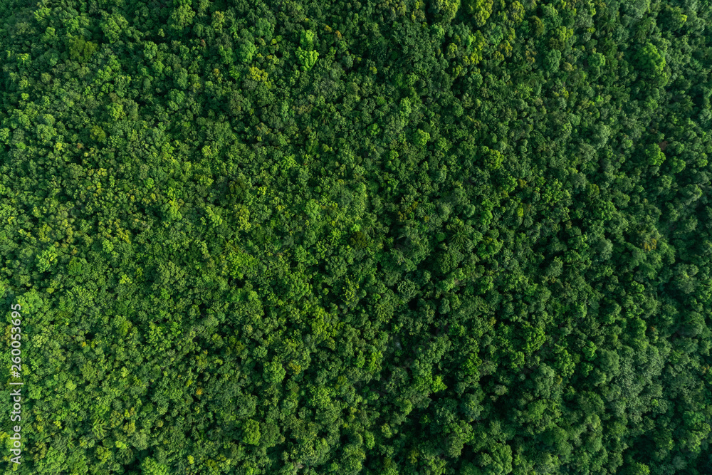 Aerial view forest Aerial view forest