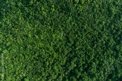 Aerial view forest
