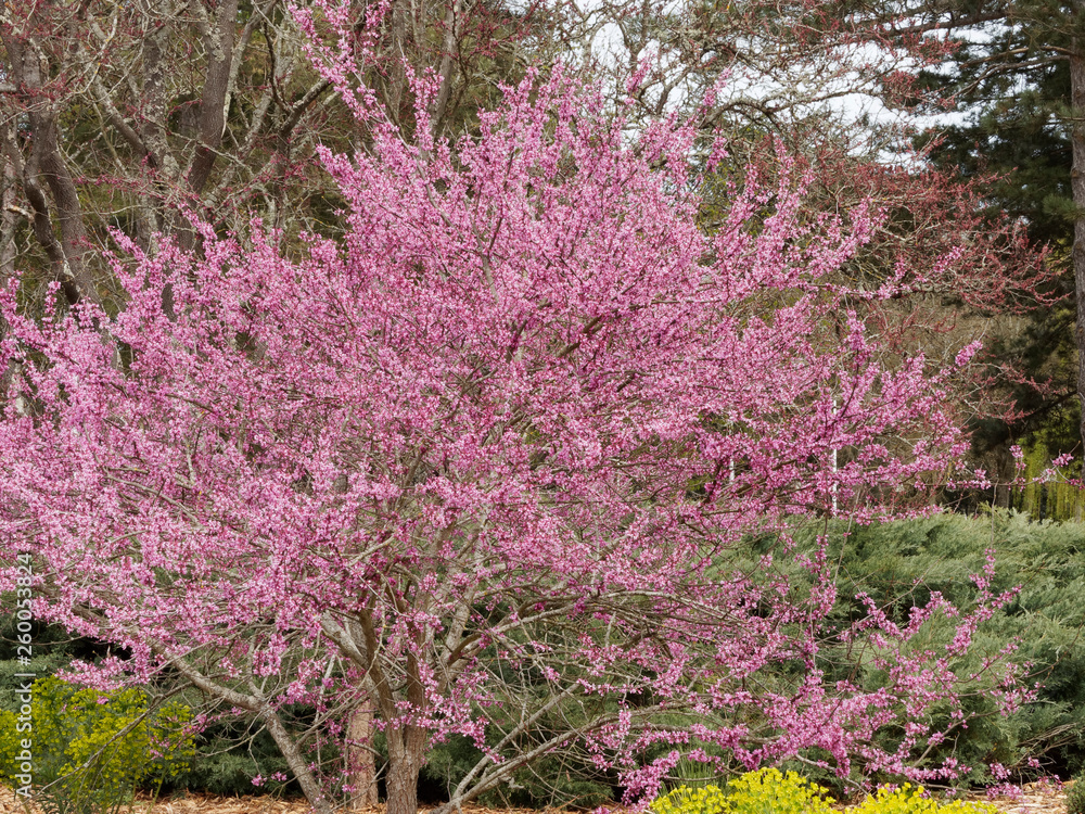 Cercis siliquastrum - Ornamental Judas tree with deep pink flowers