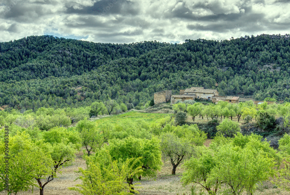 landscape of almonds and pine trees with old house and cloudy sky