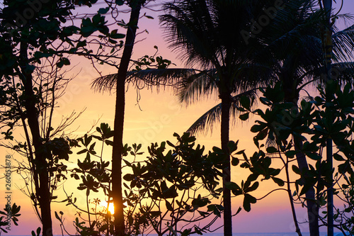 Tropical trees in front of colorful sunset. Abstract natural background.
