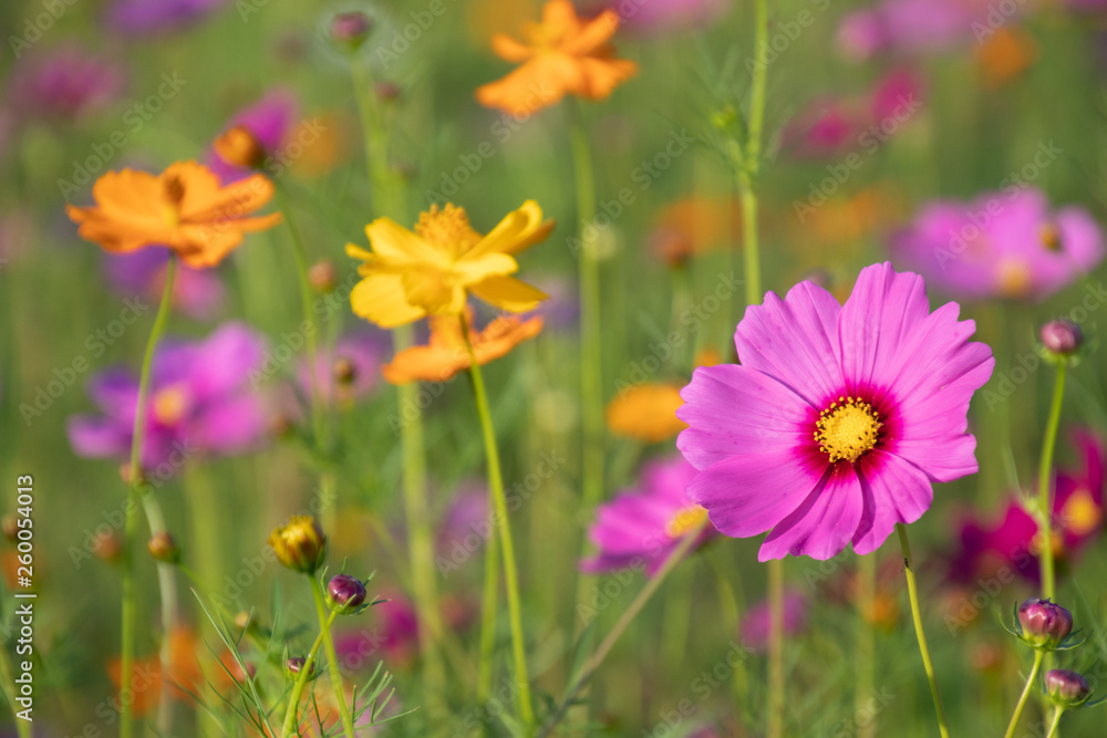 Pink and yellow cosmos flower field background.Beautiful cosmos flower natural garden in countryside.Flower field in summer concept.
