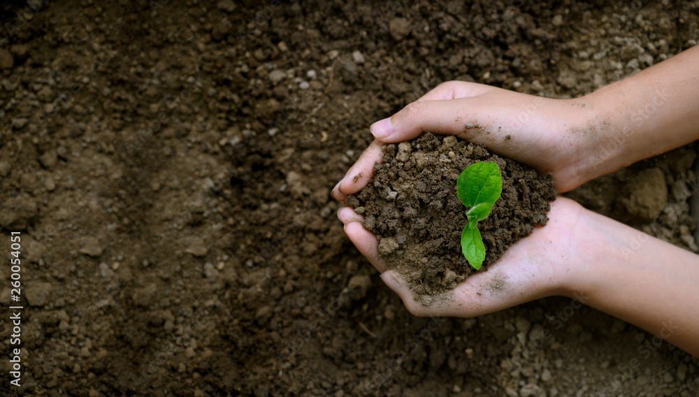 environment Earth Day In the hands of trees growing seedlings. Bokeh green Background Female hand holding tree on nature field grass Forest conservation concept environment Earth Day In the hands of trees growing seedlings. Bokeh green Background Female hand holding tree on nature field grass Forest conservation concept