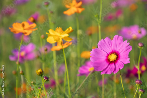 Pink and yellow cosmos flower field background.Beautiful cosmos flower natural garden in countryside.Flower field in summer concept. © MemoryMan