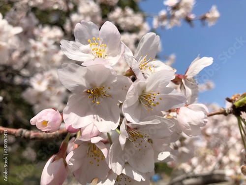 桜の花