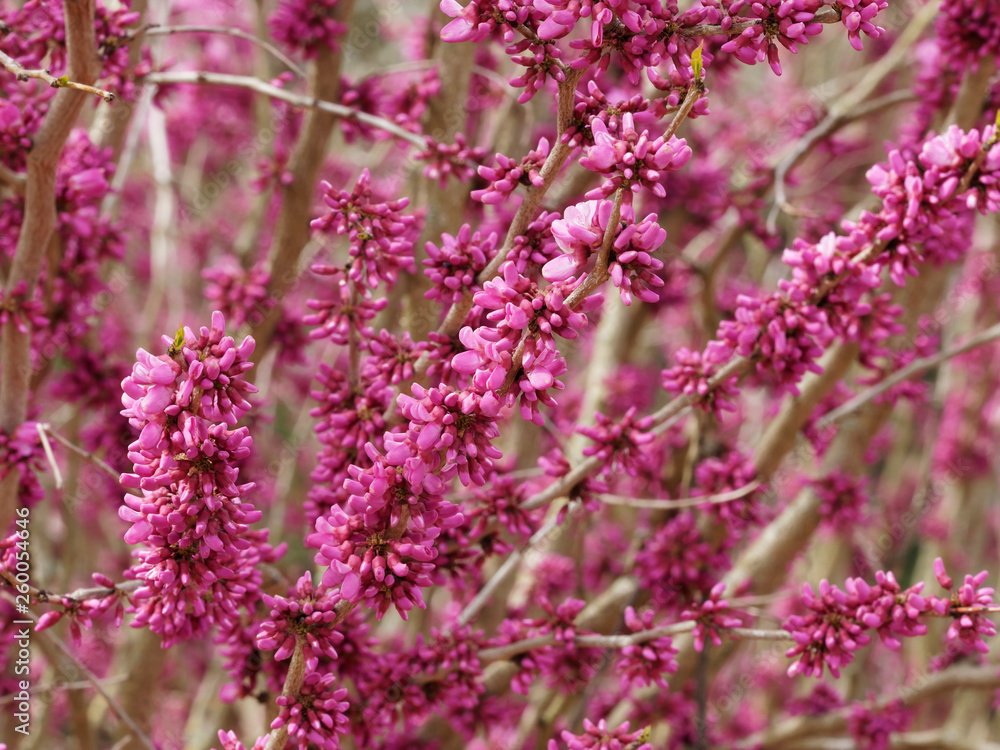 Cercis siliquastrum - Judas tree with deep pink flowers without leaves 