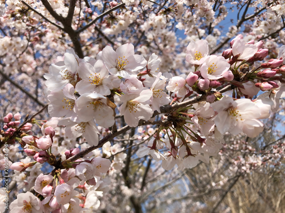 Fototapeta premium 桜満開