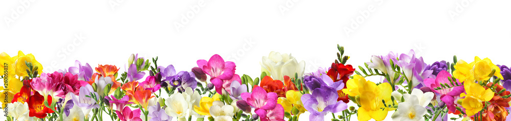 Beautiful spring hyacinth flowers isolated on white