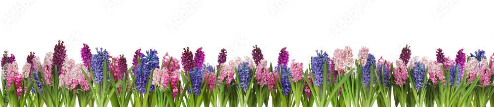 Naklejka premium Beautiful spring hyacinth flowers isolated on white
