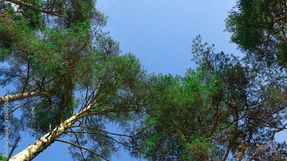 Obraz premium forest tree spring