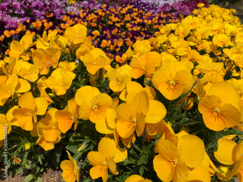 パンジーの花