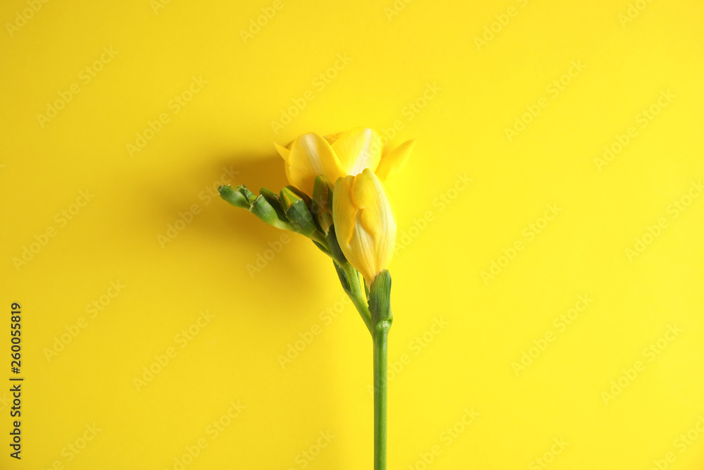 Beautiful freesia with fragrant flowers on color background, top view Beautiful freesia with fragrant flowers on color background, top view