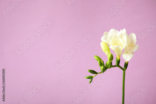 Beautiful freesia with fragrant flowers on color background. Space for text © New Africa