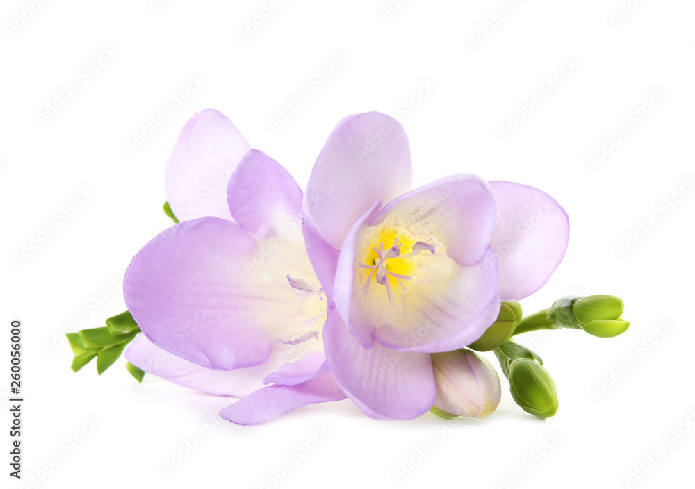 Beautiful freesia with fragrant flowers on white background Beautiful freesia with fragrant flowers on white background