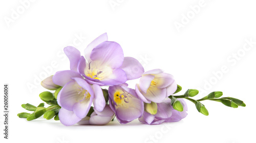 Foto Beautiful fresh freesia flowers isolated on white