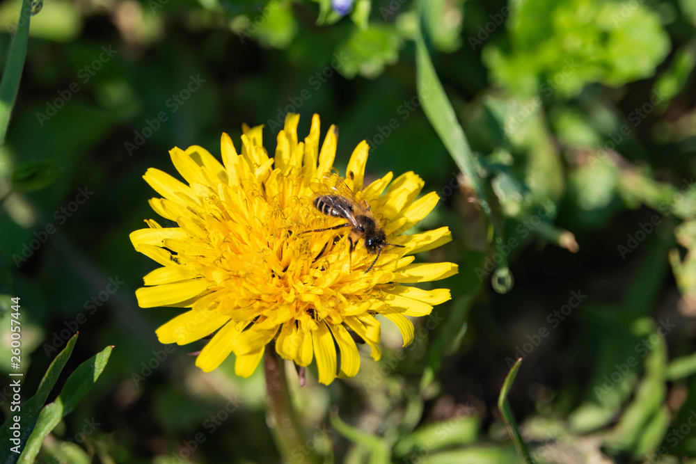 Mining Bee on Dandelion Flower in Springtime Mining Bee on Dandelion Flower in Springtime