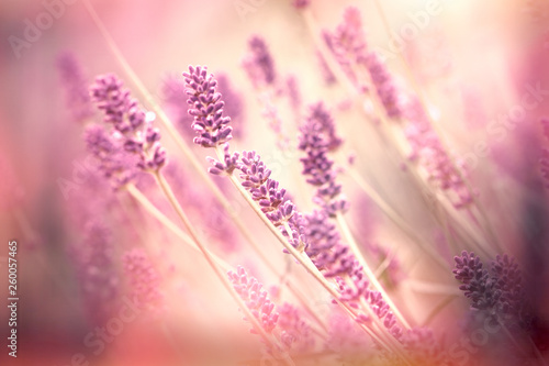 Lavender flower  beautiful lavender flowers in flower garden