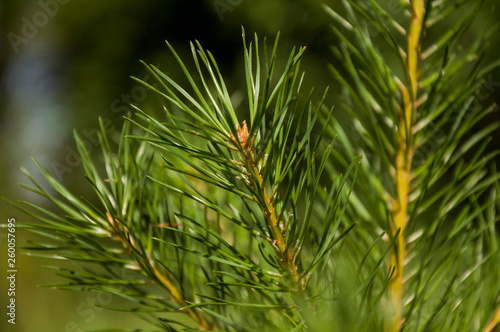 Branch of pine-tree with green needles in the forest in summer day