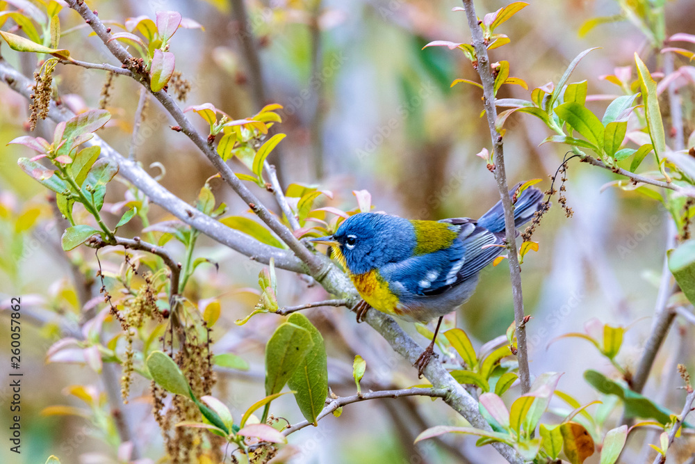 Fototapeta premium The deep yellow and brilliant blue of the Northern Parula bird feathers easily attracts the eye
